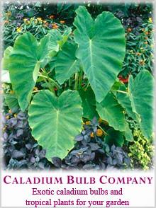 Caladium Bulb catalog cover
