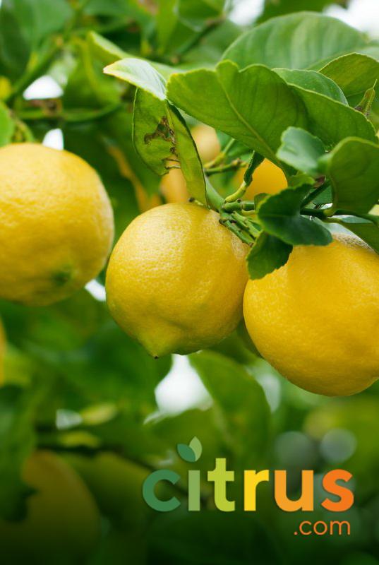 Citrus.com catalog cover