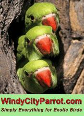 Windy City Parrot catalog cover
