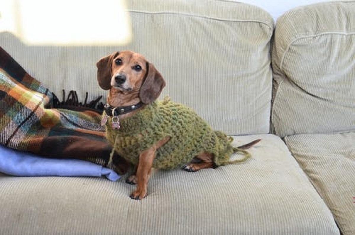 Things You Need to Groom Your Dog at Home