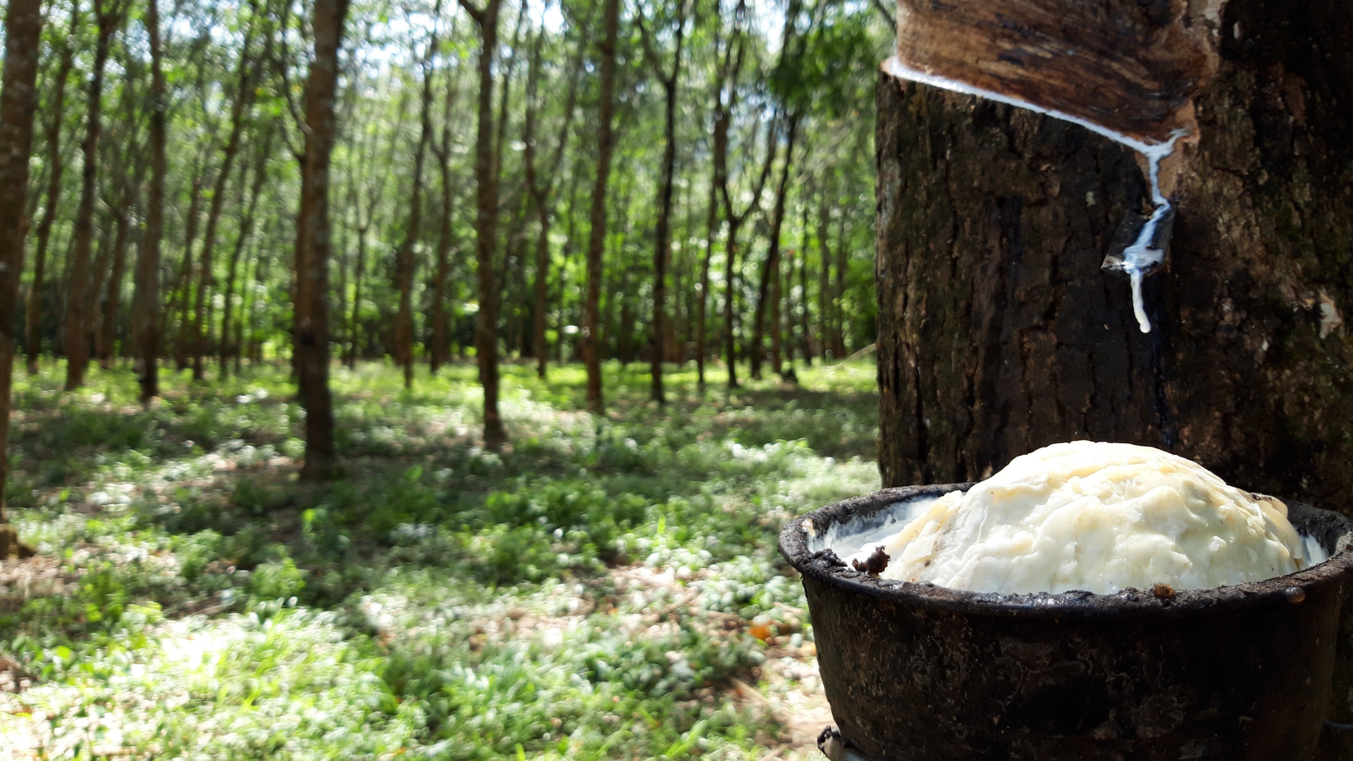 Where Does Rubber Come From? Learning the Simple Things