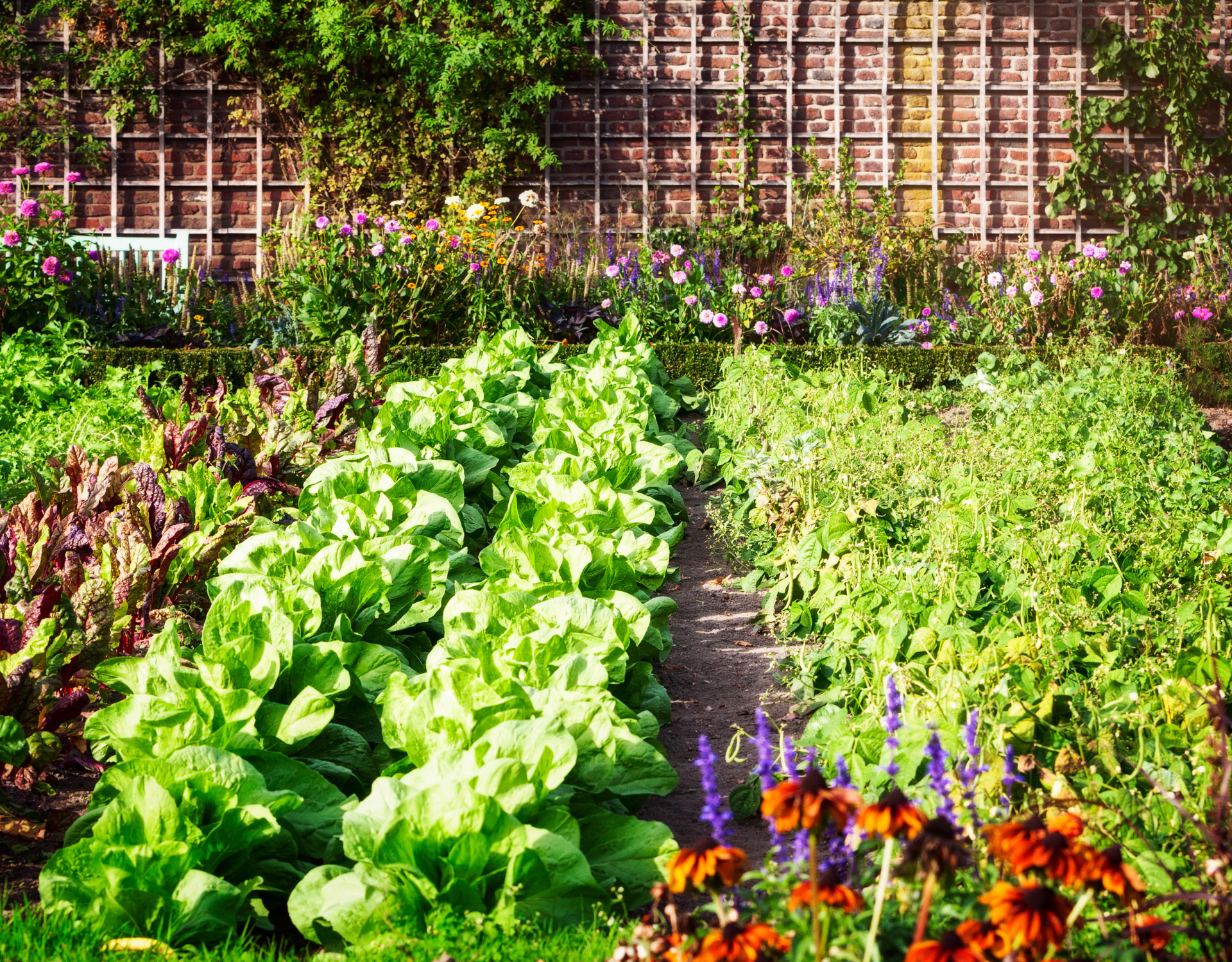 New Kitchen Vegetables to Grow this Year