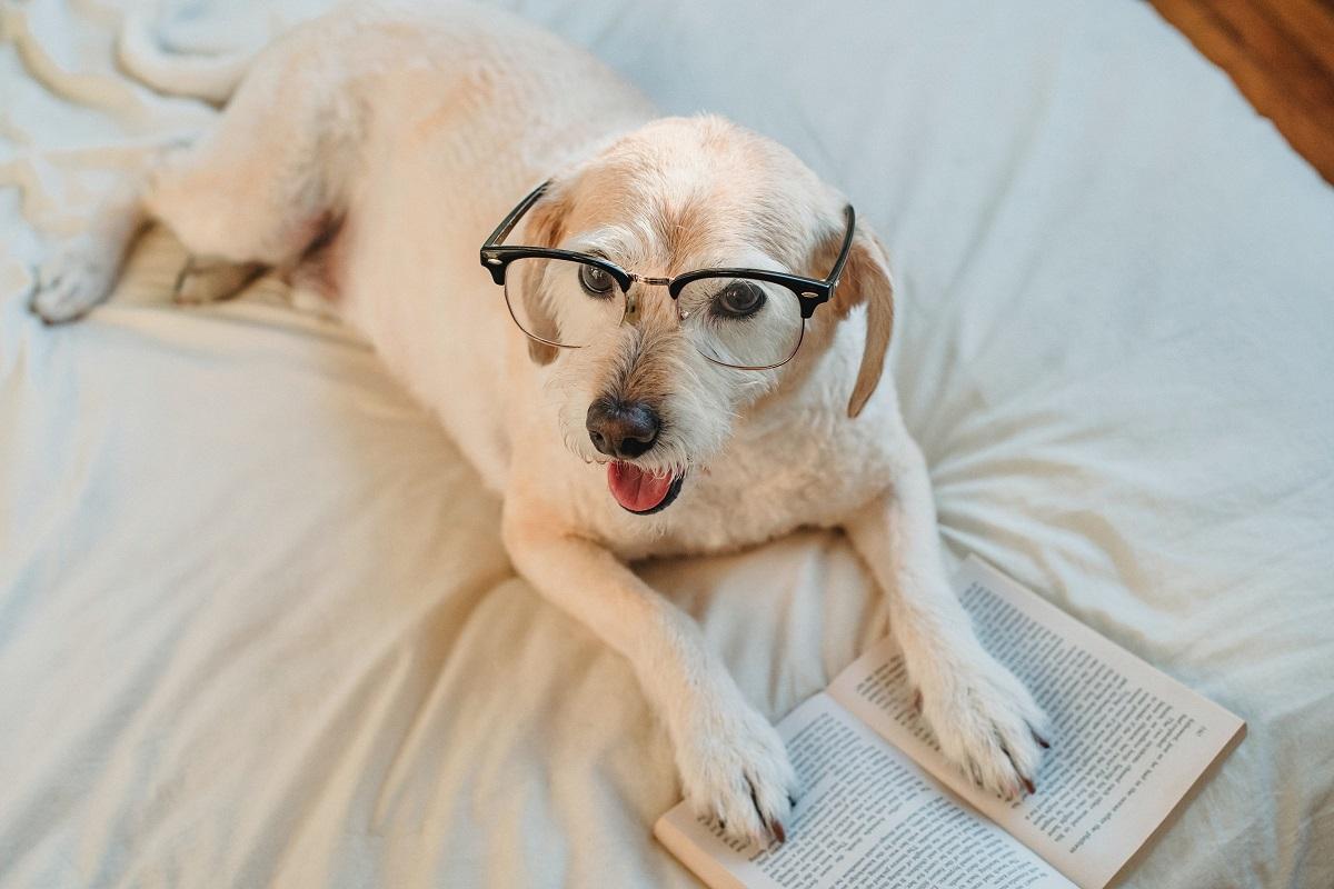 Pets Are Legally Protected: Best Guide for Pet Parents