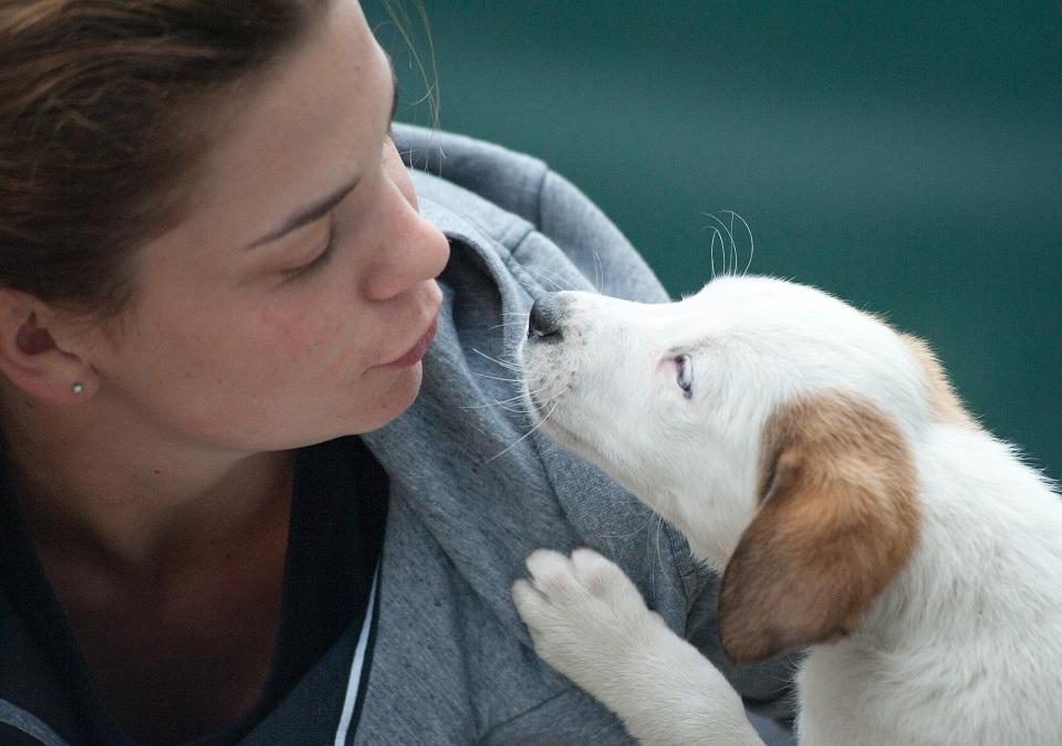 10 Free Pet Supply Catalogs: The Latest Health & Wellness Pet Products