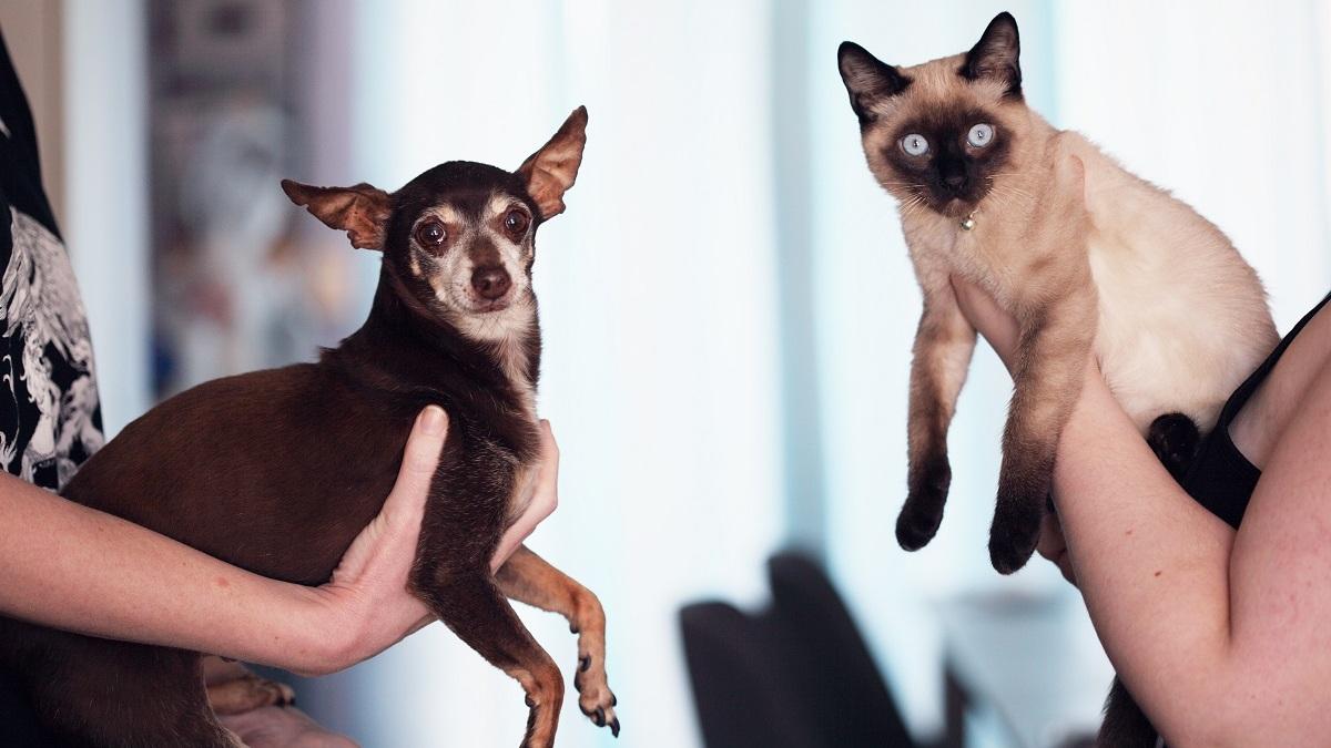 Is Pet Insurance Worth the Cost? A Helpful Guide to Decide